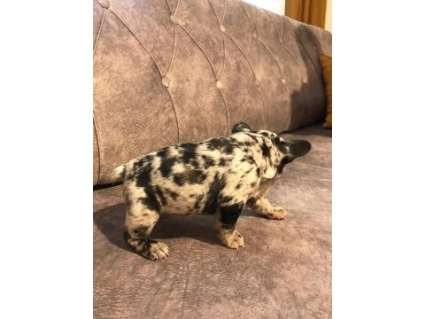 French bulldog merle orjinal ırk