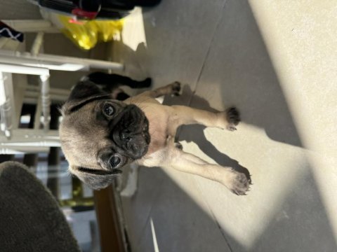 Irk garantili 2 aylık pug mops