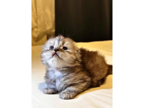 Scottish fold yavrularımız ayı surat
