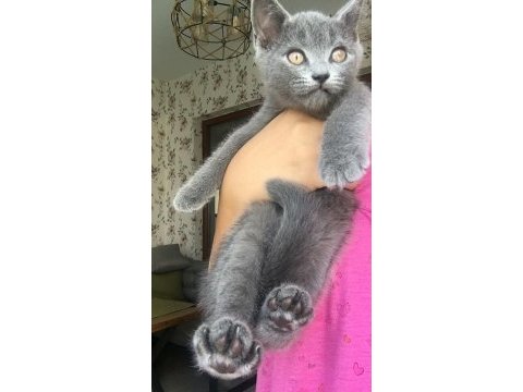Dişi british shorthair