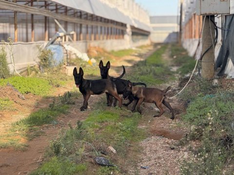 Belçika malinois yavruları