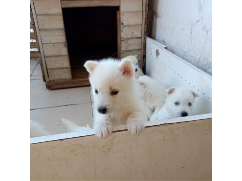 Anne altından süt beyaz erkek husky yavrular