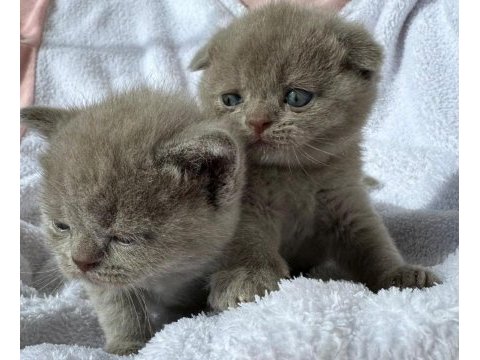 Safkan scottish fold