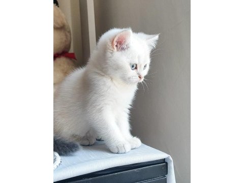 Scrli babadan safkan son dişi british shorthair bebek
