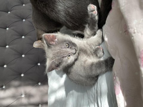 British shorthair yavrumu sahiplendiriyorum