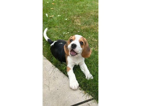 Beagle bebekler