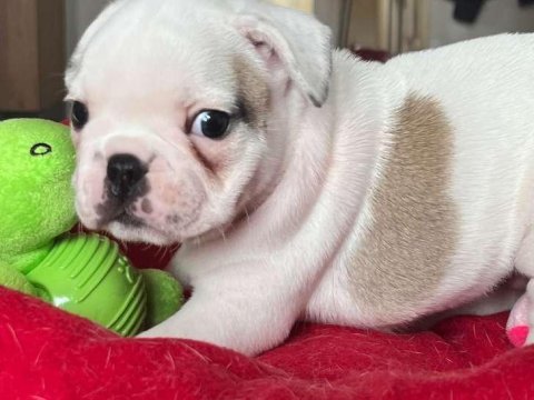 Sağlık ve ırk garantili french bulldog yavrularımız
