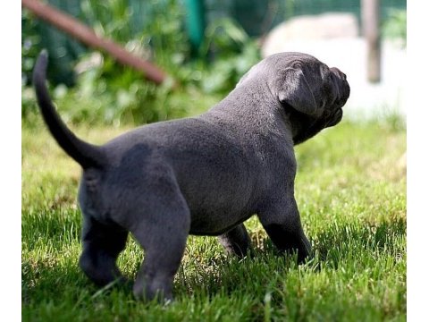 Blue cane corso yavruları