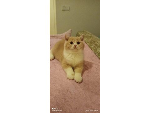 2 aylık anne baba şecereli kedimiz kaliteden anlayan yazsın