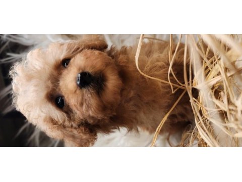 Veteriner teknikerinden toy poodle