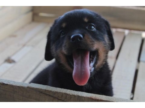 Hayalinizdeki rottweıler yavrusu sizi bekliyor