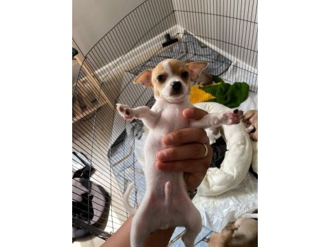Safkan chihuahua yavrularımız