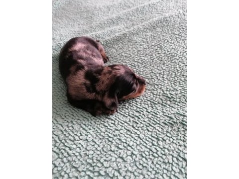 15 günlük dapple dachshund sosis köpekler