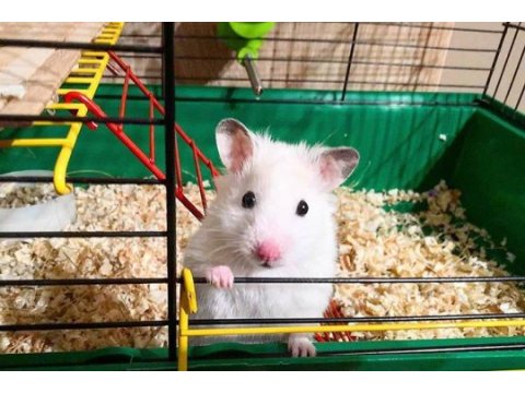 Suriye ve gonzales hamster yavrular