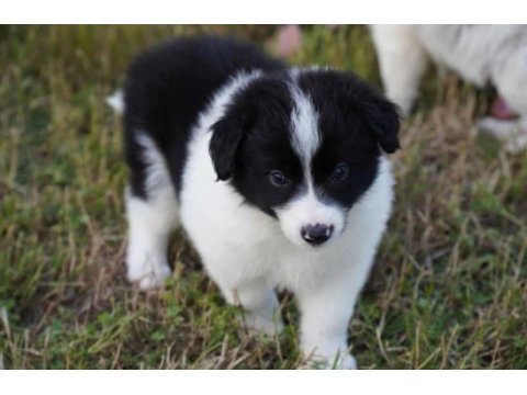 Border collie mükemmel yavrularımız