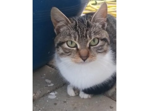 Tekir kedi bu yavruya yuva olun