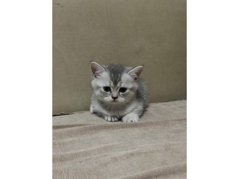 Bristh silver kedimiz