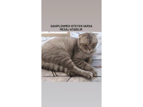 2 yaşında scottish fold kedisi