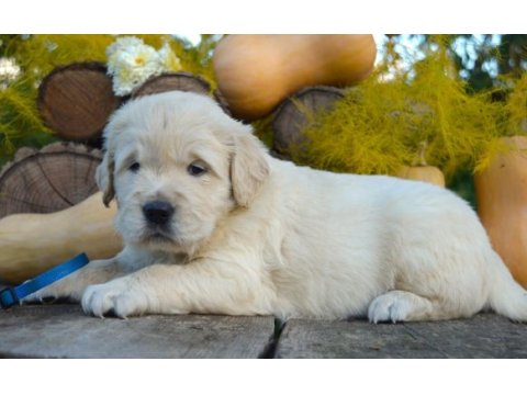 Golden retriever yavrular istenirse kapınıza teslim
