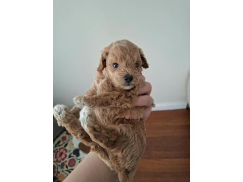 Ailemizde büyüyen maltipoo bebeklerim