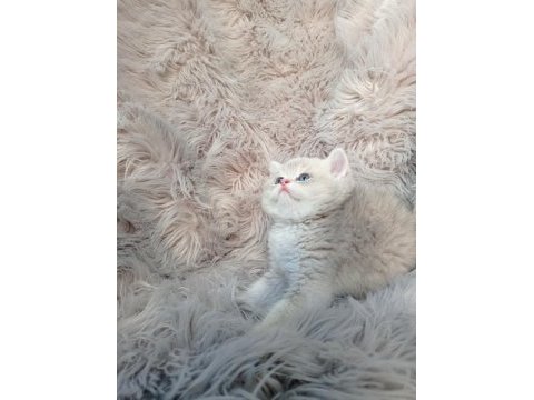 Show kalite ayı surat british shorthair ay12 erkek