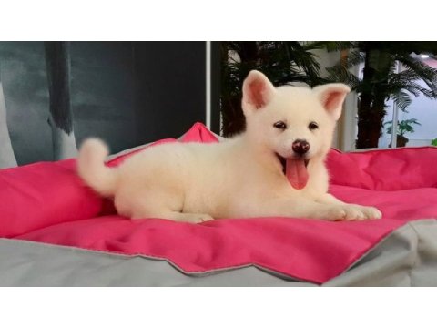 En özel akita yavruları
