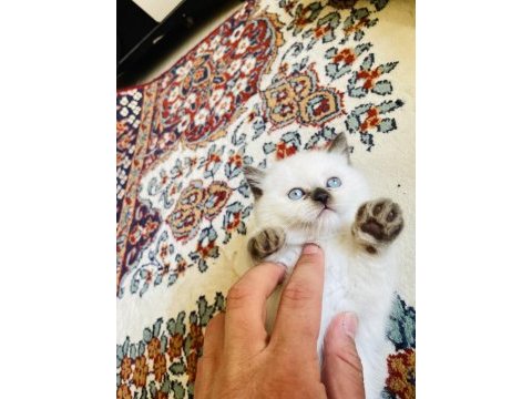 British shorthair yavrumuza yuva arıyoruz