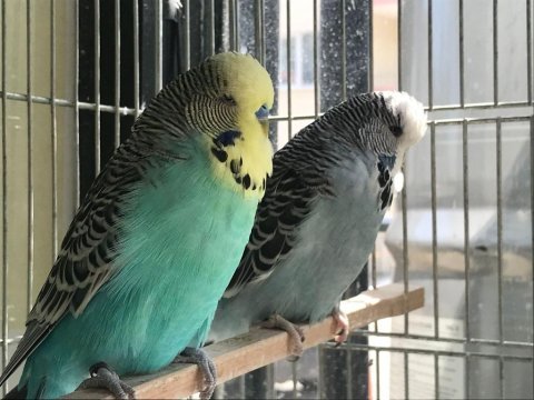 Muhabbet kuşu show jumbolar karşınızda