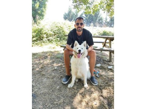 Samoyed dişi 1,5 yaşında