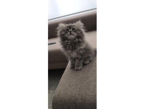 Yün yumağı çok tatlı chinchilla yavrularım