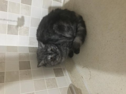 British shorthair güzel kızımıza kalıcı yuva arıyoruz