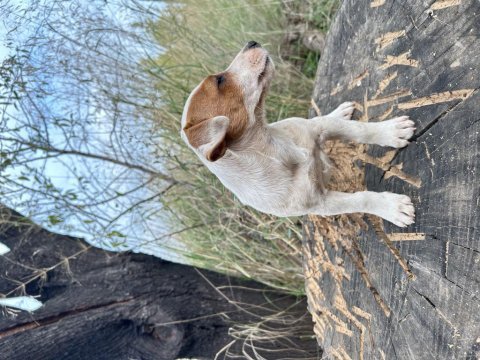 Safkan kısa bacak jack russell