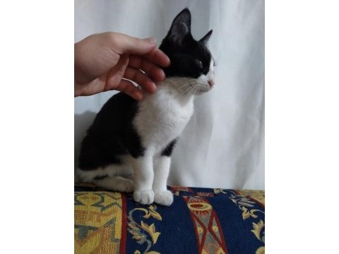 Ücretsiz yavru kedimizi sahiplendirme