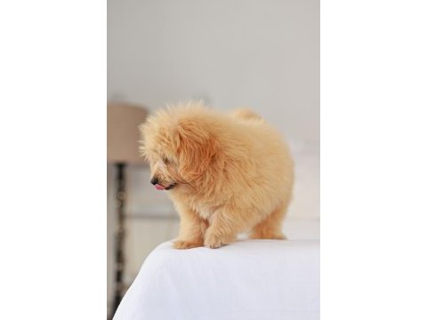 Dişi maltipoo yavrumuz yeni yuvasını arıyor