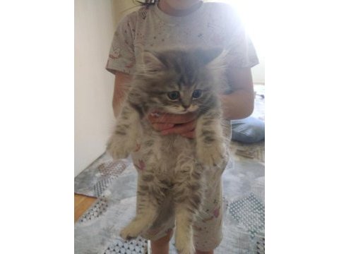 Kedilerimizi sahiplendirme
