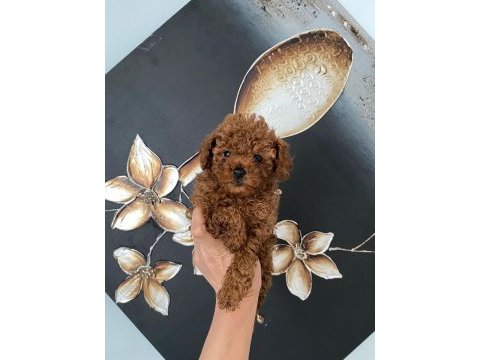 Kıvır kıvır orjinal poodle minişlerim
