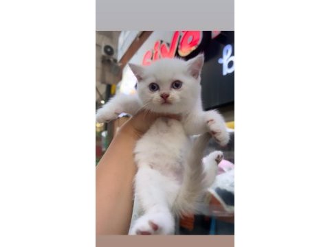 British shorthair mükemmel bebeklerim