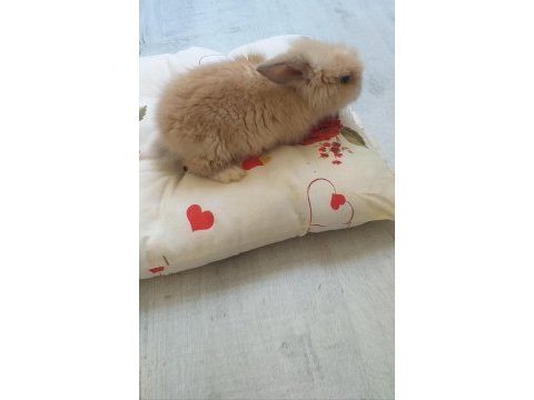 1.5 aylık hollanda lop tavşanı