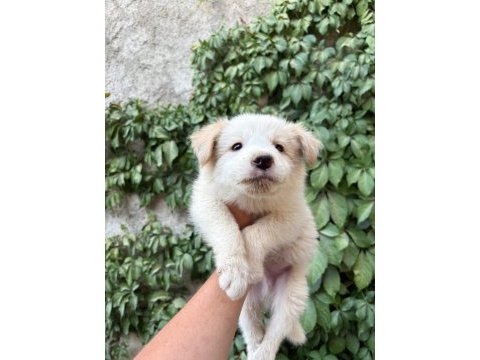 Teslime hazır border collie yavrular