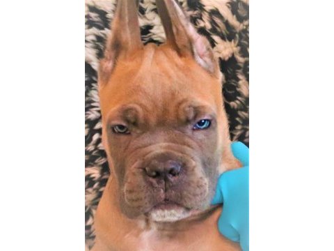 Fcı-kıf şecereli safkan cane corso yavrular (formentino)