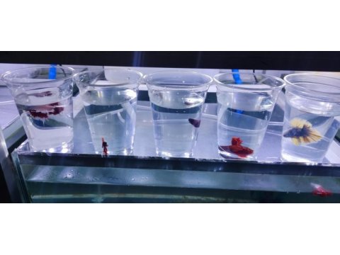 Rengarenk betta balıkları
