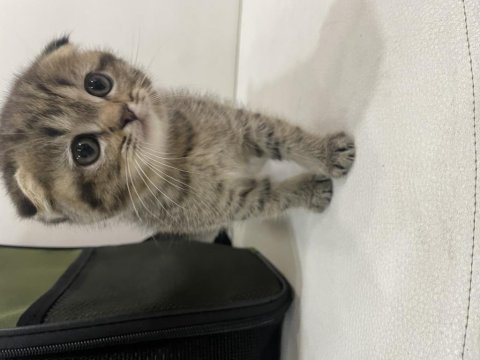 Golden tabby scottish fold