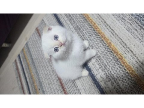 Güzel gözlü scottish fold kedimiz