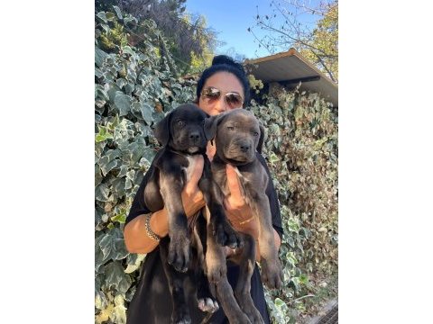 Muhteşem irilikte güçlü cane corso yavrular
