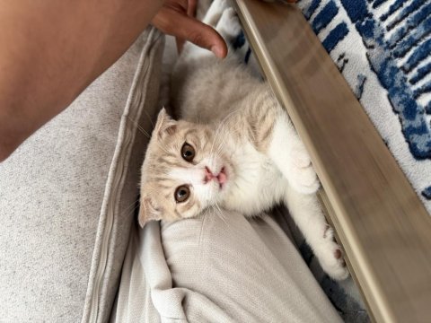 Tatlı scottish fold yuvasını arıyor