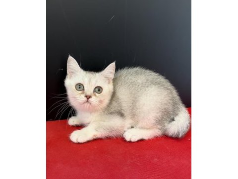 34 yıllık canpette british shorthair yavruları silver