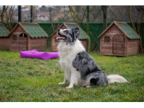 Fcı kıf şecereli mikro çipli 6 aylık aşılı border collie
