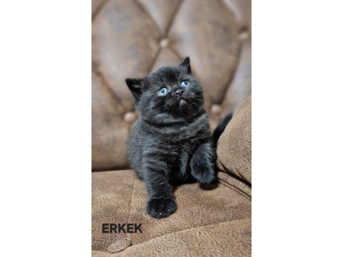Güzeller güzeli british shorthair yavrularım