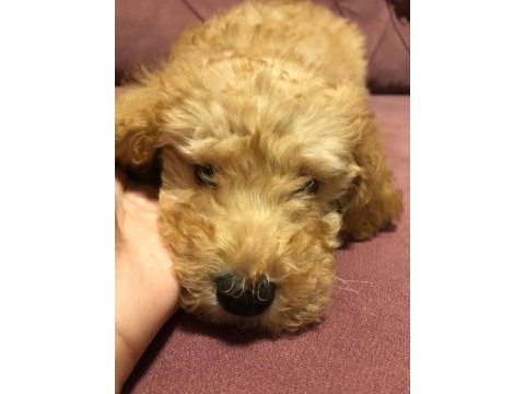 Çiş eğitimli toy poodle