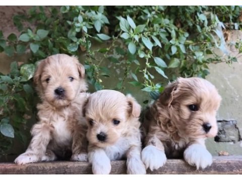 Maltipoo yavru köpekler